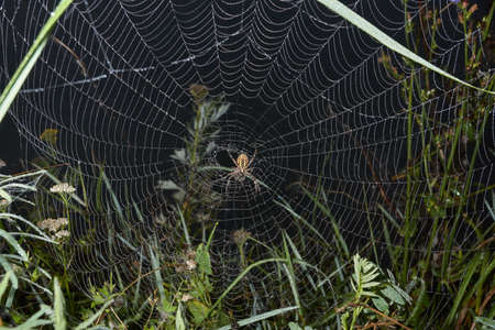 Spider-wasp (lat. Argiope Bruennichi). Spider and a web in dew in a strong fog at dawn.の写真素材