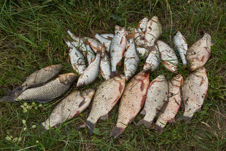 Fisherman's catch - crucian and roach. Fishing on the lake. Recreation center.