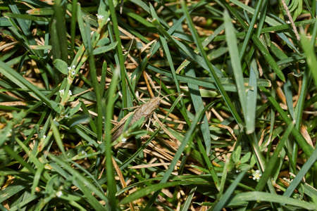 Locusts are sitting in the grass on the lawn. Locusts, acrides - several species of insects of the family of true locusts (Acrididae).の写真素材