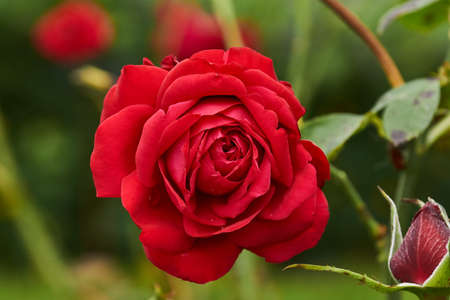Roses in the garden of a country house after the rain.