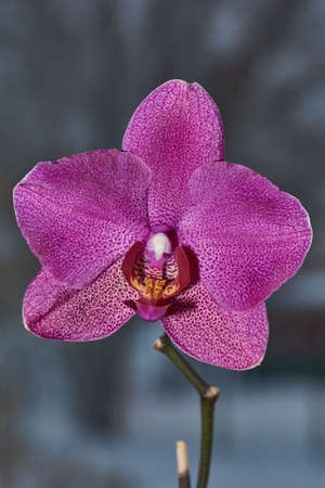 The orchid bud blossomed and turned into a beautiful flower. Orchids, also Orchidaceae (lat. Orchidaceae) are the largest family of monocotyledonous plants.の写真素材