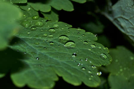 Morning dew on the leaves of plants. Dew drops are like very strong lenses.