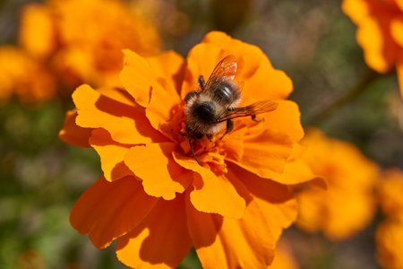 Bumblebee collects pollen and nectar from marigold flowers. Autumn.