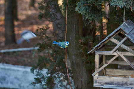 Blue titmouse (lat. Cyanistes caeruleus or Parus caeruleus) flew to the bird feeder behind seeds. late autumn.の写真素材