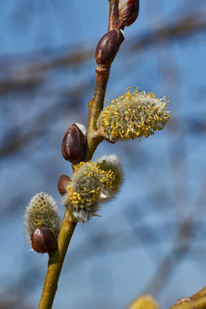 Spring. The willow (lat. Salix) blossoms, the earrings - inflorescences have blossomed.