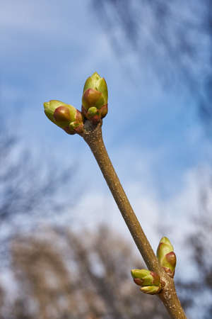 The leaf buds of lilacs blossom and young leaves appear. Spring.