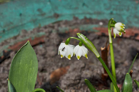 Spring snowflake is blooming. Spring snowflake (lat. Leucojum vernum) is a plant species of the genus Spring snowflake of the Amaryllis family (Amaryllidaceae).の写真素材
