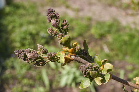 The flower buds of the lilacs (lat. Syringa vulgaris) are blossoming and the inflorescences will...