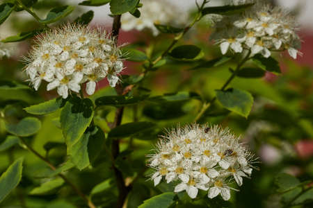 Inflorescences on a spirea bush. Spiraea (lat. Spiraea) is a genus of deciduous ornamental shrubs of...