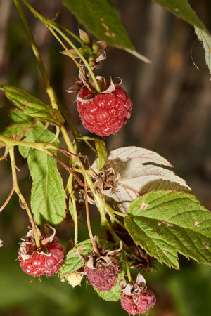 Raspberry berries. Raspberries ripened on the garden plot. late autumn.