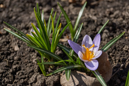 Crocuses bloom on the lawn in the garden. Saffron or Crocus (lat. Crocus) is a genus of perennial tuberous herbaceous plants of the Iris family (Iridaceae).の写真素材