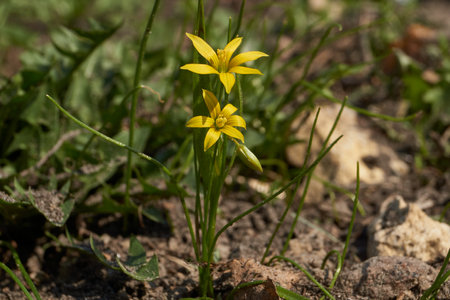Spring. On a bed bloom Goose onions or onion Bird (lat. Gagea).の写真素材