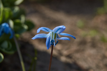 Scilla (lat. Scilla) blooms on the lawn in the garden. Scilla is a genus of low perennial bulbous...