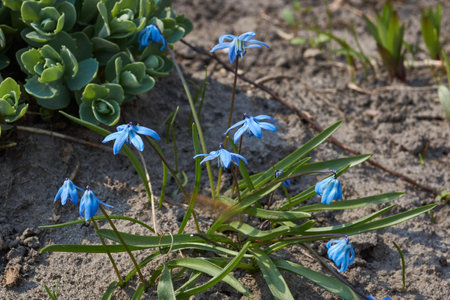 Scilla (lat. Scilla) blooms on the lawn in the garden. Scilla is a genus of low perennial bulbous...