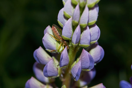 Lupine blooms on the lawn in the garden. Lupin, or wolf bob (lat. Lupinus) is a genus of plants from the Legume family (Fabaceae).の写真素材