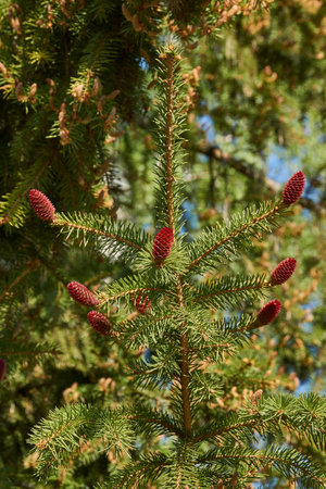 Female spruce cone in a city park. Spruce cones ripen. Spring.