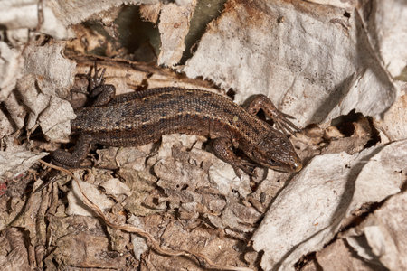 A quick or ordinary lizard basks in the garden under the rays of the spring sun. Quick lizard, or an ordinary lizard (lat. Lacerta agilis) is a species of lizard from the family of true lizards.の写真素材