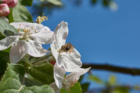Apple flowers on the background of the tree crown and blue sky. Apple tree blossoms in the garden....
