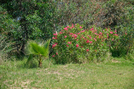 A walk in the park near the Black Sea coast. Vacation at the recreation center. Turkey.