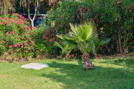 A walk in the park near the Black Sea coast. Vacation at the recreation center. Turkey.の写真素材