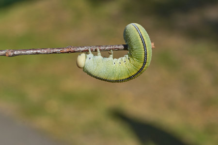 The large birch sawfly, or birch leafâ€“gnawer (Lat. Cimbex femoratus). The larva is very...