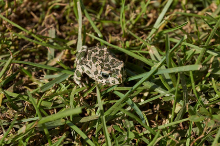 The green toad (lat. Bufotes viridis) is a tailless amphibian from the family of toad.の写真素材