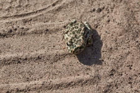 The green toad (lat. Bufotes viridis) is a tailless amphibian from the family of toad.の写真素材