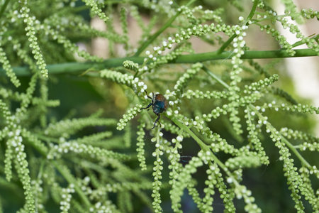 The beetle crawls through the plants in the garden in search of food. Spring.