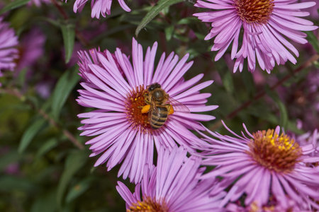 The bee (lat. Anthophila) collects nectar and pollen from the flowers of the perennial aster. Autumn.の写真素材