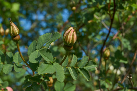White dog rose blooms in the garden. Summer.の写真素材