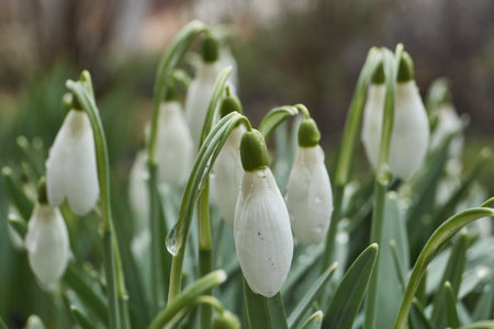 Snowdrops bloom on the lawn in the garden. The snowdrop is a symbol of spring. Snowdrop, or Galanthus (lat. Galanthus), is a genus of perennial herbs of the Amaryllis family (Amaryllidaceae).の写真素材