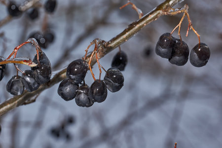 Plants after an icy rain. Branches of plants and shoots covered with ice. Icy branches of plants, the effects of icy rain.の写真素材