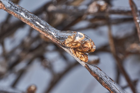 Plants after an icy rain. Branches of plants and shoots covered with ice. Icy branches of plants,...