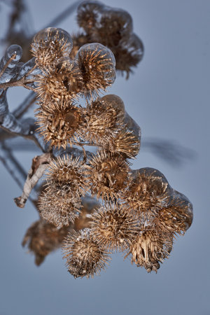 Plants after an icy rain. Branches of plants and shoots covered with ice. Icy branches of plants, the effects of icy rain.の写真素材