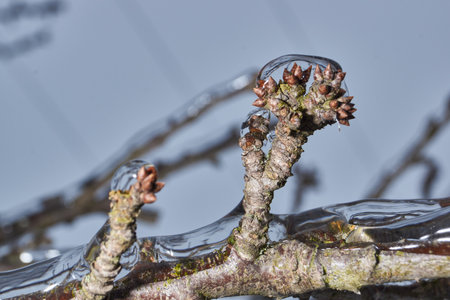 Plants after an icy rain. Branches of plants and shoots covered with ice. Icy branches of plants, the effects of icy rain.の写真素材