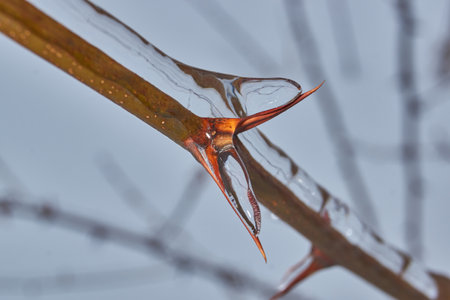 Plants after an icy rain. Branches of plants and shoots covered with ice. Icy branches of plants,...