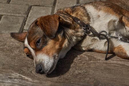 The dog lies in the yard of the house on an old board and basks in the rays of the spring sun....