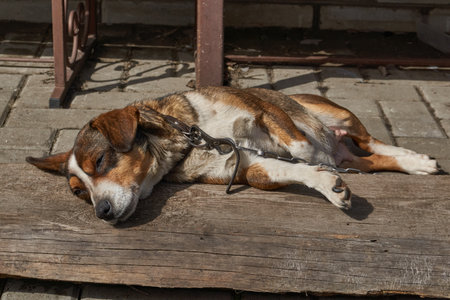 The dog lies in the yard of the house on an old board and basks in the rays of the spring sun....