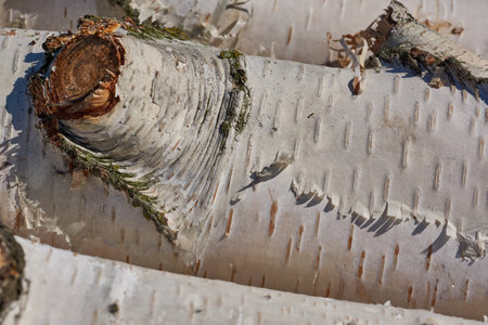 Birch logs for the fireplace and bath dry outdoors.の写真素材