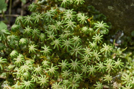 Marchantia moss (lat. Marchantia) in spring on a garden plot. Marshantia is a genus of perennial...