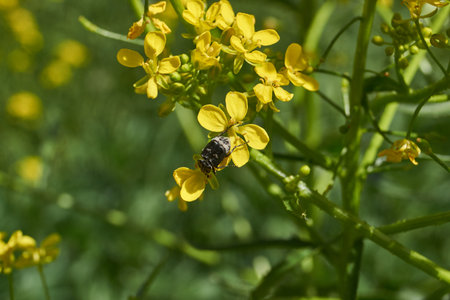 Barbarea vulgaris (lat. Barbarea vulgaris) is blooming in the meadow. Inflorescence Barbarea...