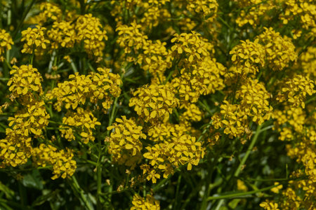 Barbarea vulgaris (lat. Barbarea vulgaris) is blooming in the meadow. Inflorescence Barbarea...