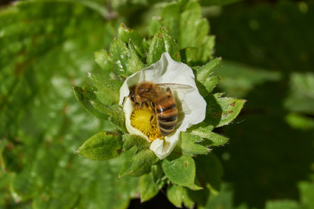 The bee (Latin Anthophila) collects nectar and pollen from strawberry flowers. Spring.の写真素材