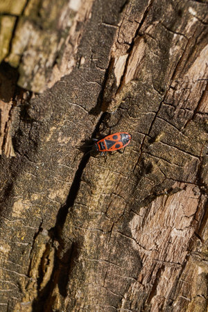 An insect crawls along the trunk of an old rotting tree. Spring.