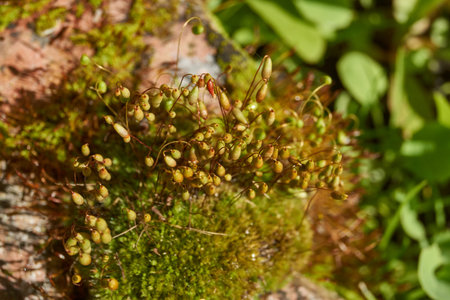 Moss grows on an old brick in a garden plot. Spring.