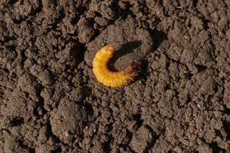 Wireworm on a garden plot. Wireworms are the larvae of all click beetles.の写真素材