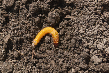 Wireworm on a garden plot. Wireworms are the larvae of all click beetles.の写真素材