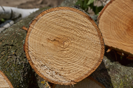 Maple logs for fireplaces and baths dry outdoors. A section of a maple tree. Annual rings are...