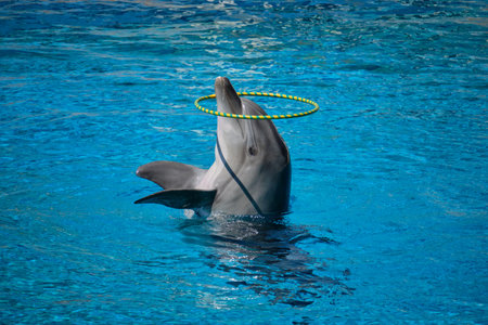 A performance at the dolphinarium. A dolphin twirls a hoop on its nose. Vacation at a recreation center near the Black Sea coast. Turkey.の写真素材