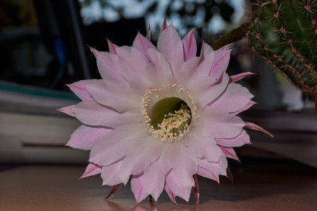 Macrophotography of the flower of the Echinopsis cactus (lat. Echinopsis) in full bloom. A close-up of the flower shows its delicate pink petals and snow-white stamens.の写真素材